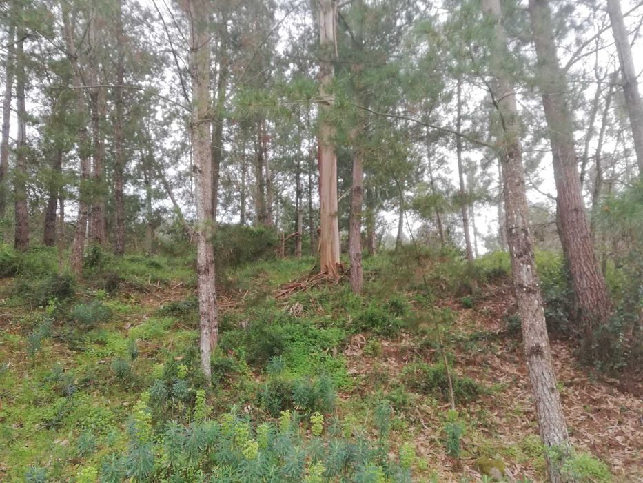 Terreno rústico com olival e pinhal