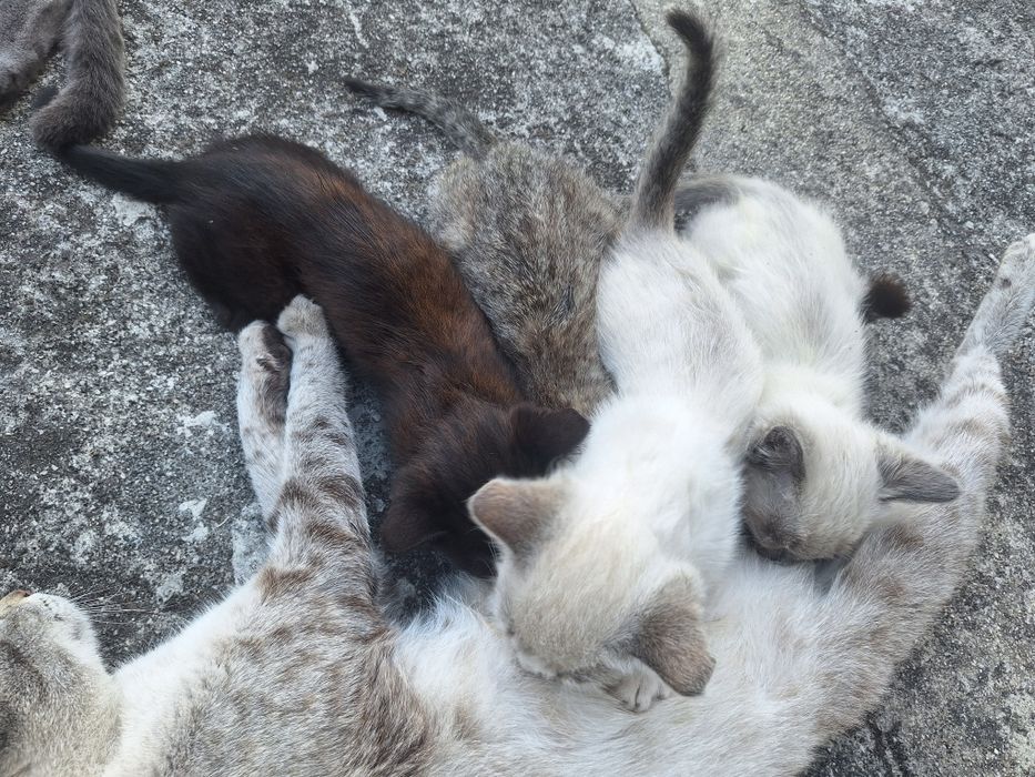 Gatinhos para adoção