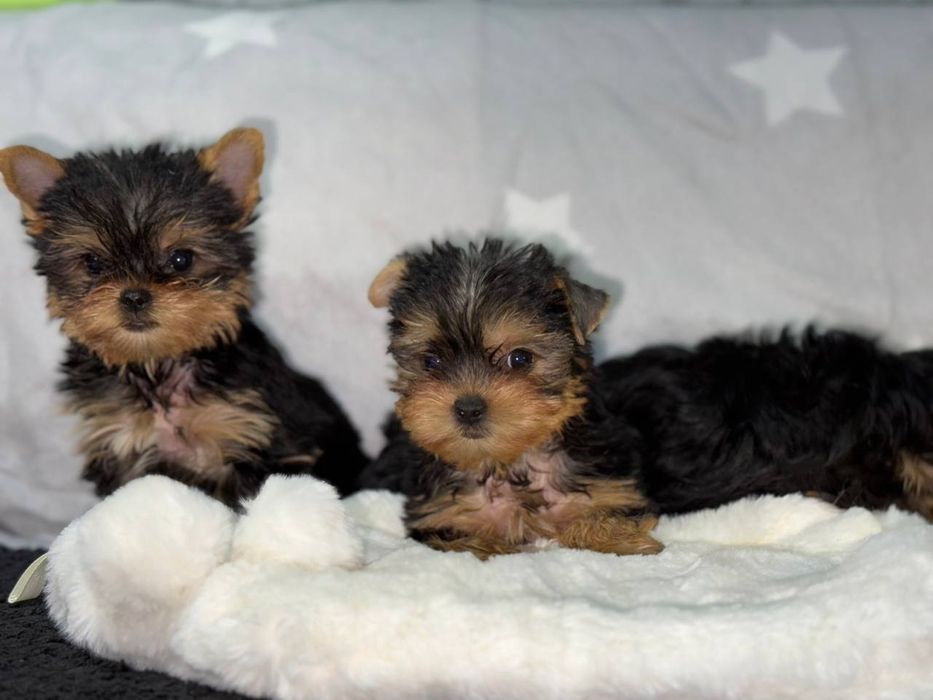 Маленькі клубочки