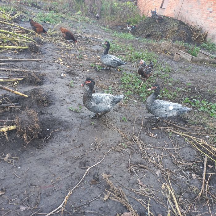 Пропоную вільних качурів важкої лінії.Є вільні 2 темносині, 1 Лаванда