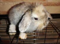 Królik króliki baranki miniaturki mini lop