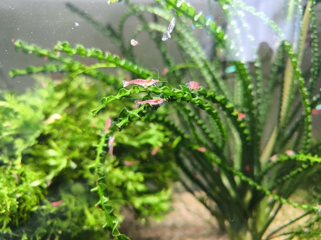 Krewetki red cherry