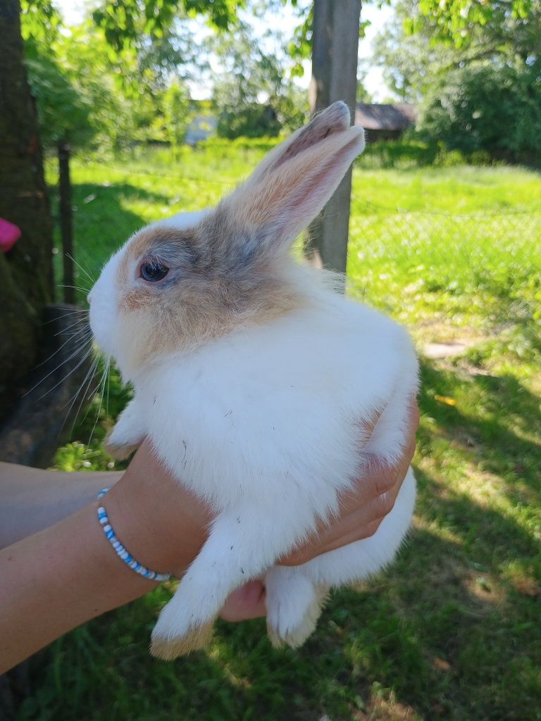 Króliki miniaturki młode oswojone królik samce