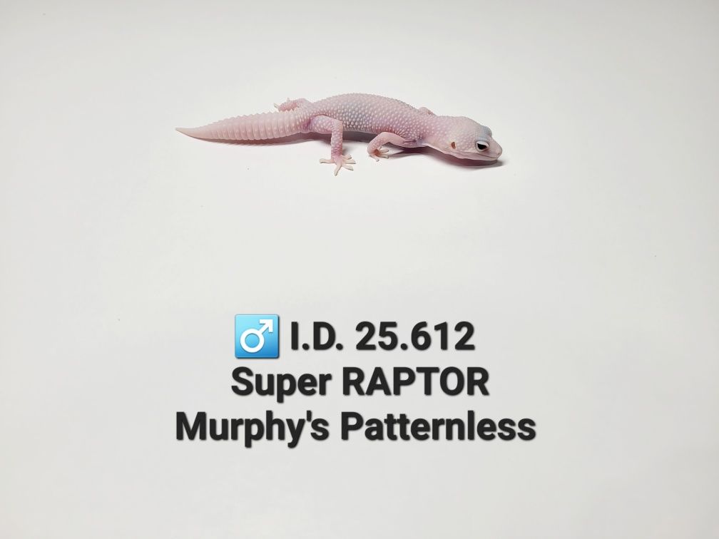 Gekony lamparcie
