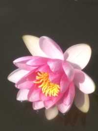 Lilia wodna różowa do stawu/oczka z kwiatem.