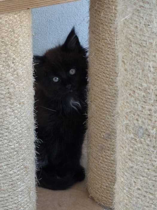 Gatinha Maine Coon Exelente Pedigree