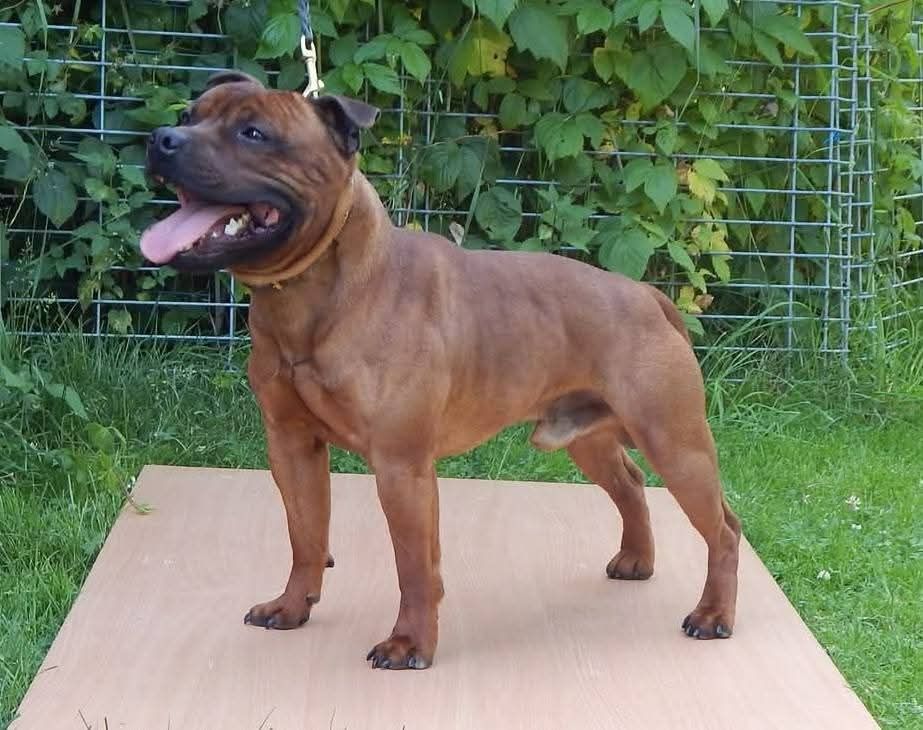 Staffordshire Bull Terrier - dostępna suczka pręgowana Staffik
