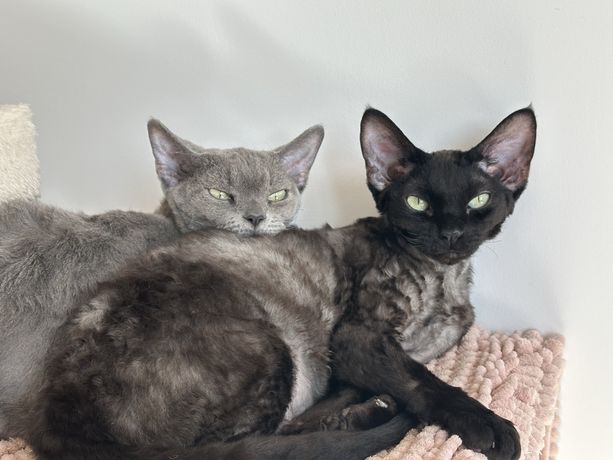 Devon rex oferta majówkowa ! kotka ur 15.08.2023