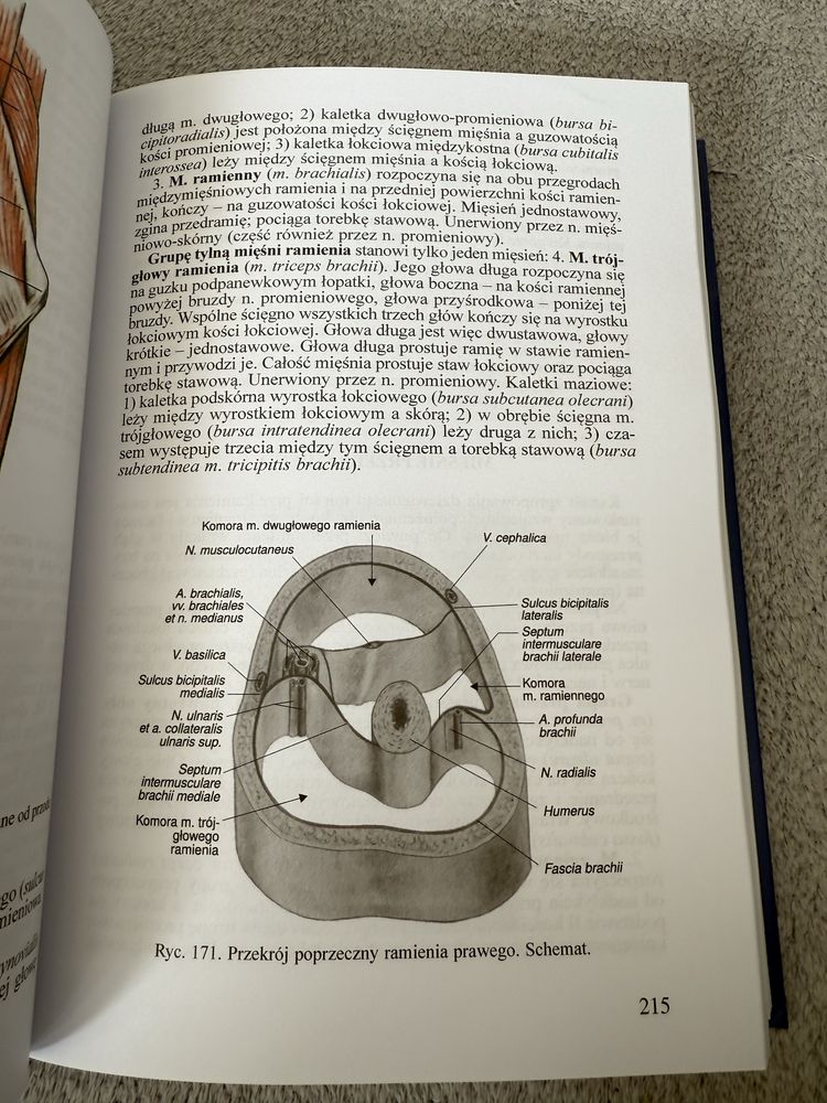 Anatomia człowieka Repetytorium anatomia Bochenek
