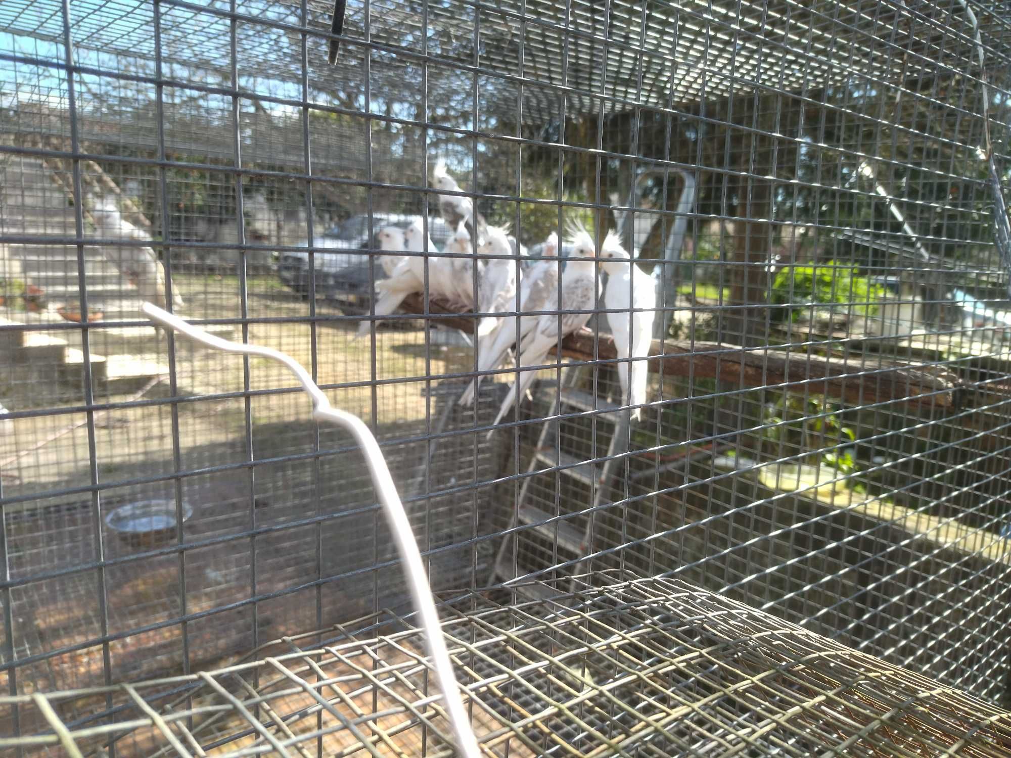 Caturras albinas e opalinas para ceder