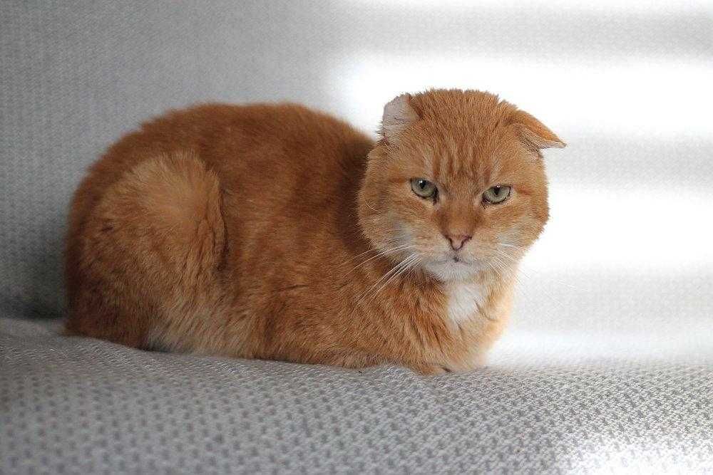 Ok 5 letni Rudyś do adopcji