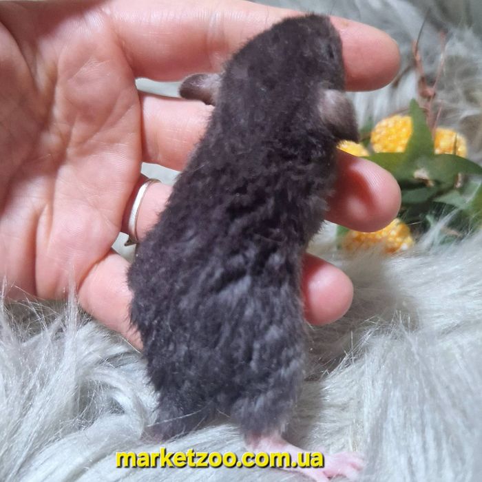 Дівчинка Дамбо Рекс – жива копія Міккі Мауса!