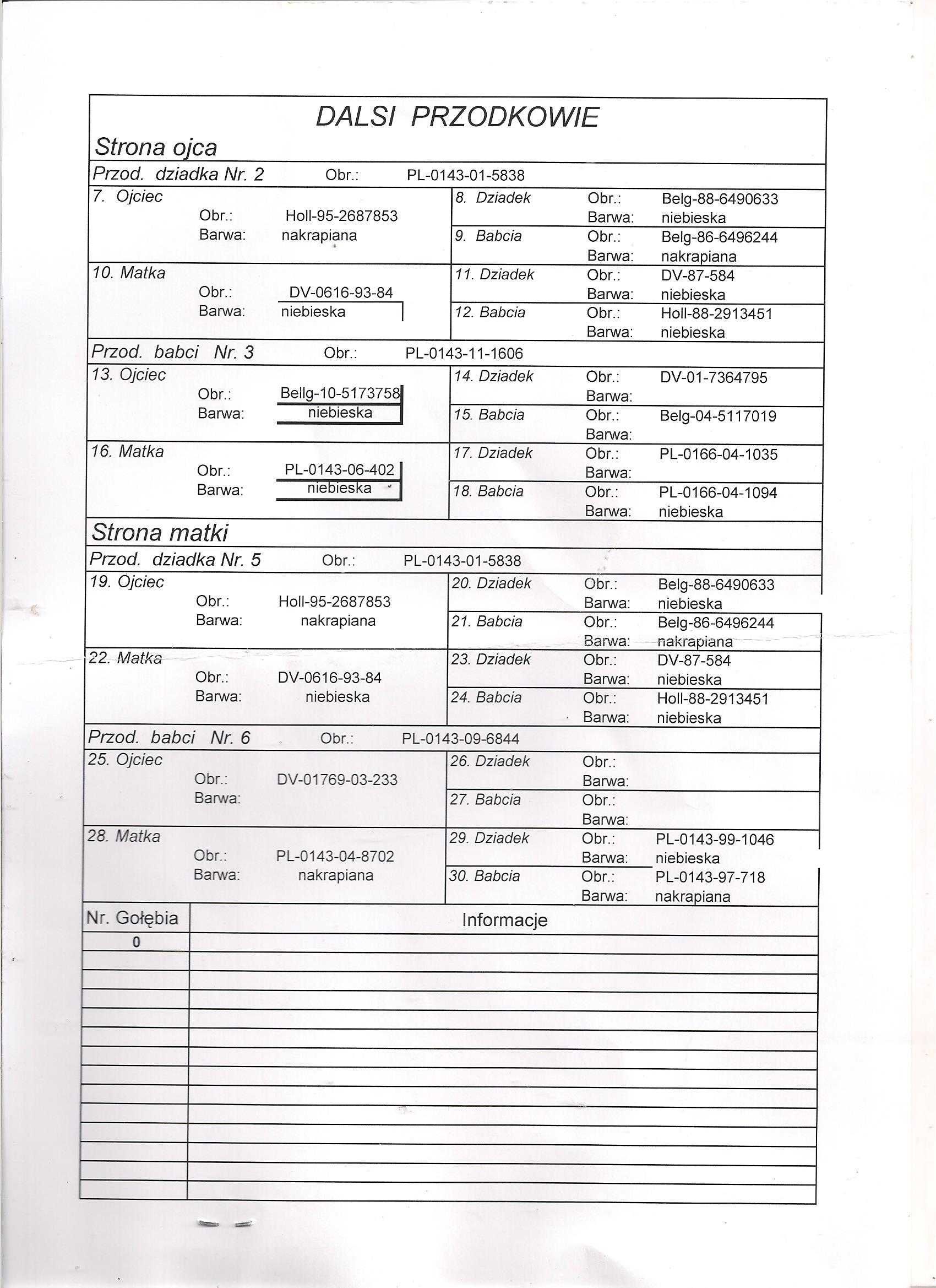 Młode Para 115 Oryg A.M Wiosna Wnuk szpaka x Inb 5838 Gołębie pocztowe