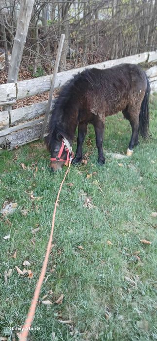 Kuc 110 cm ogierek sprzedam