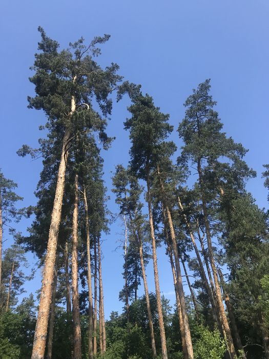 Здається  будинок для постійного проживання