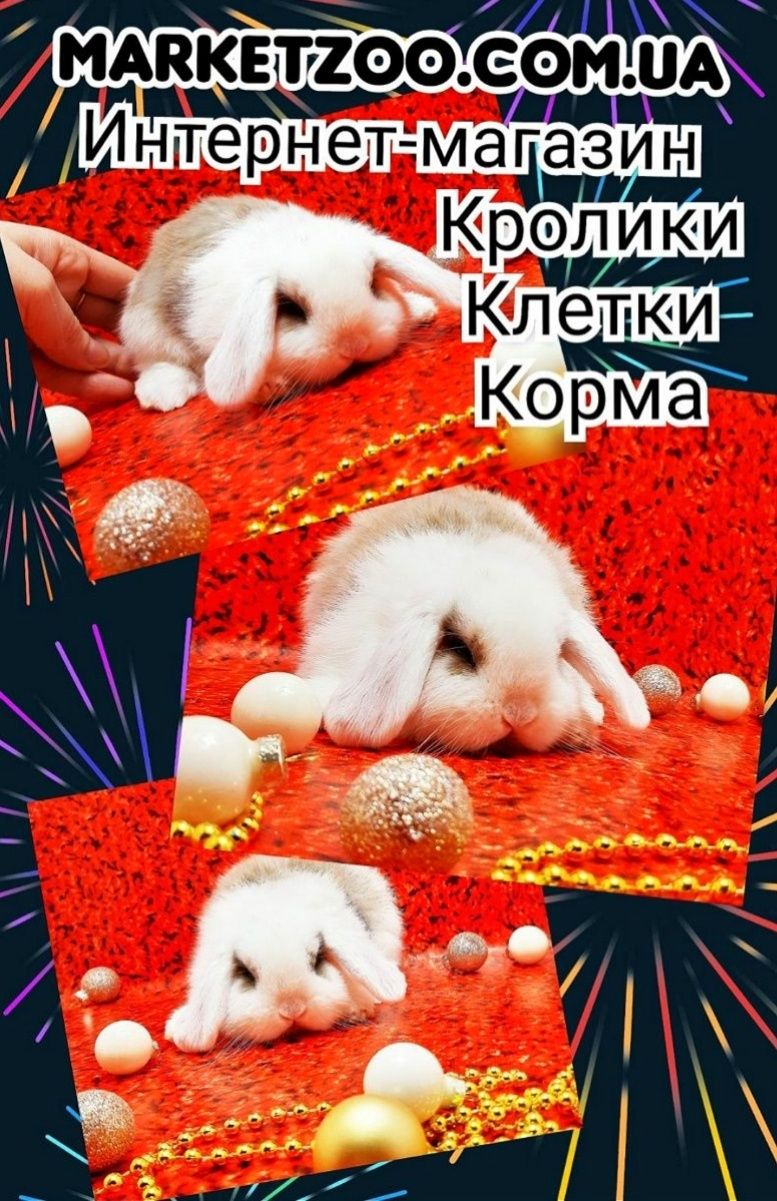 Карликовые мини кролики mini lop міні висловуха баранчик вислоухий