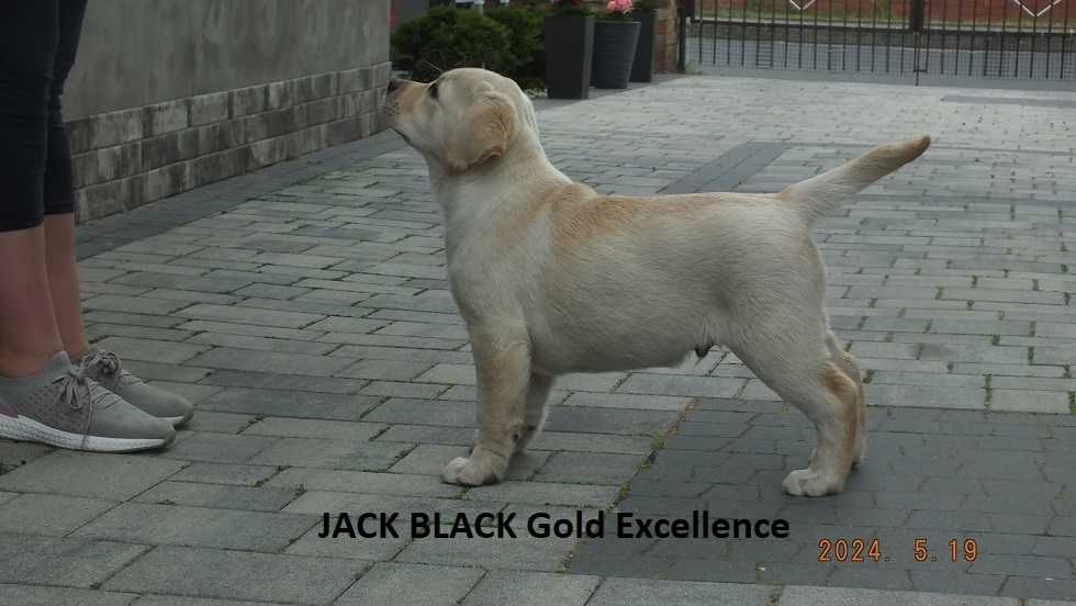 Biszkoptowy szczeniak Labrador retriever "Jack Black" 10 tygodni