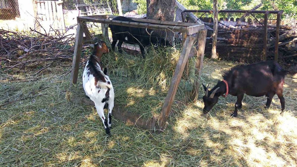 Камерунські козочки