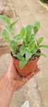 Tradescantia ‘Velvet White’ w doniczce 12 cm – efektowna variegata