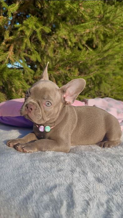 Buldog Francuski dziewczynka New shade Isabella