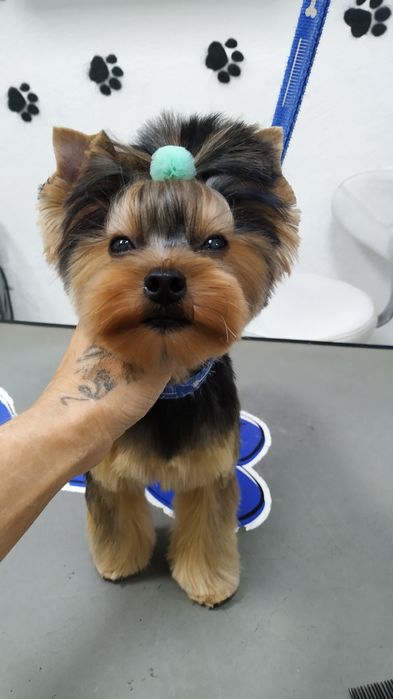 Стрижка собак в Харькове