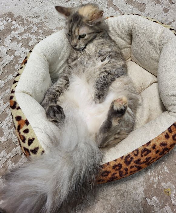 Киці, кицьки віддам у добрі руки