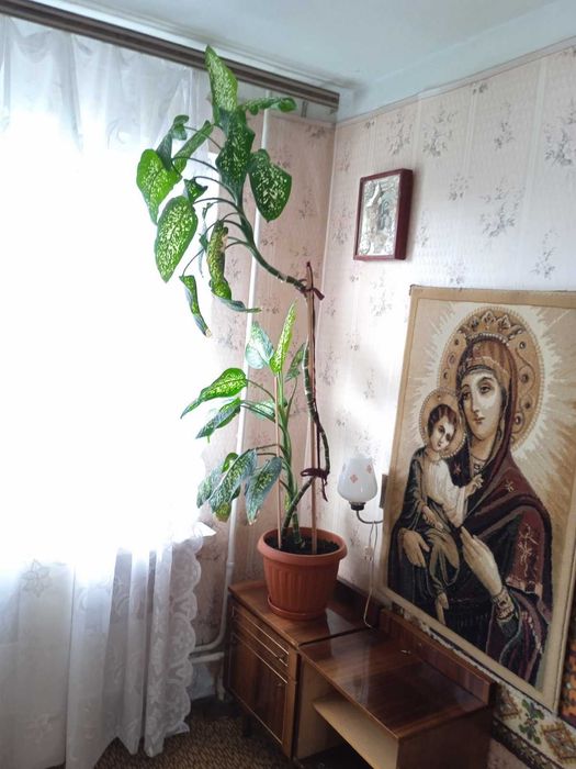 Растение Диффенбахия.