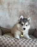 Pomsky ( Mini Husky )