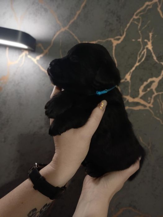 Prześliczny piesek labrador retriever