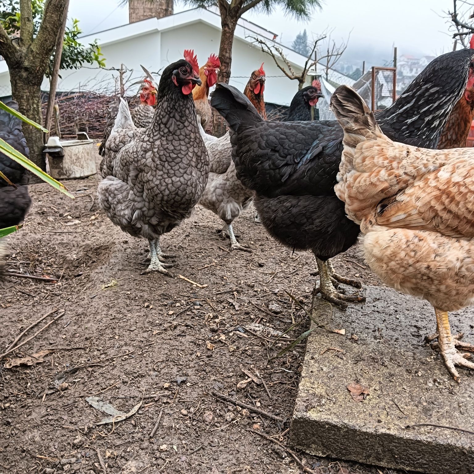 Ovos galados verdes e de várias raças