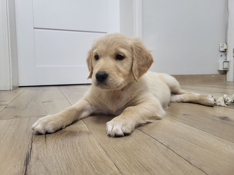 Samiec Golden Retriever złoty gotowy do odbioru