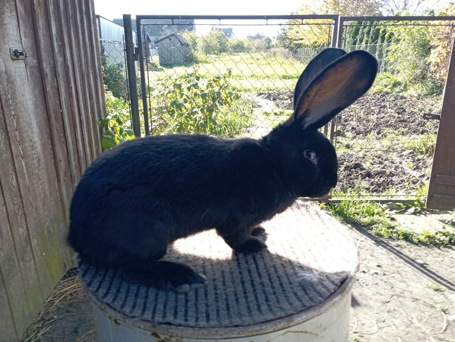 Olbrzym Belgijski Czarny