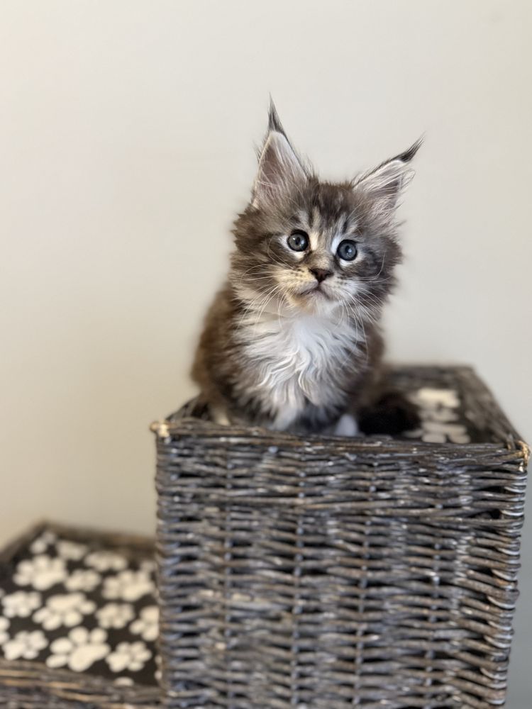 Gatinha Maine Coon com LOP