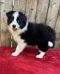 Border collie- suczka