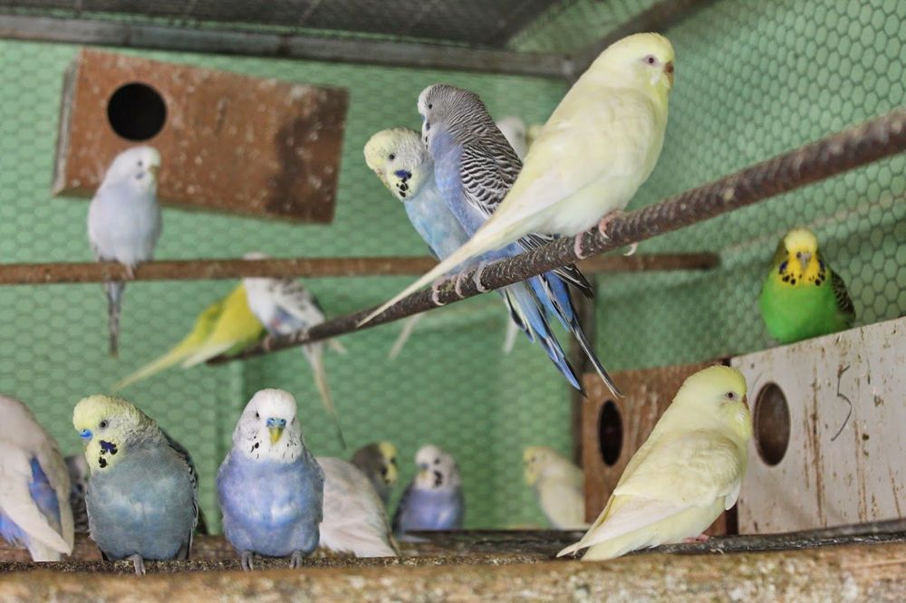 Periquitos Várias mutações