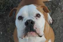 buldog kontynentalny