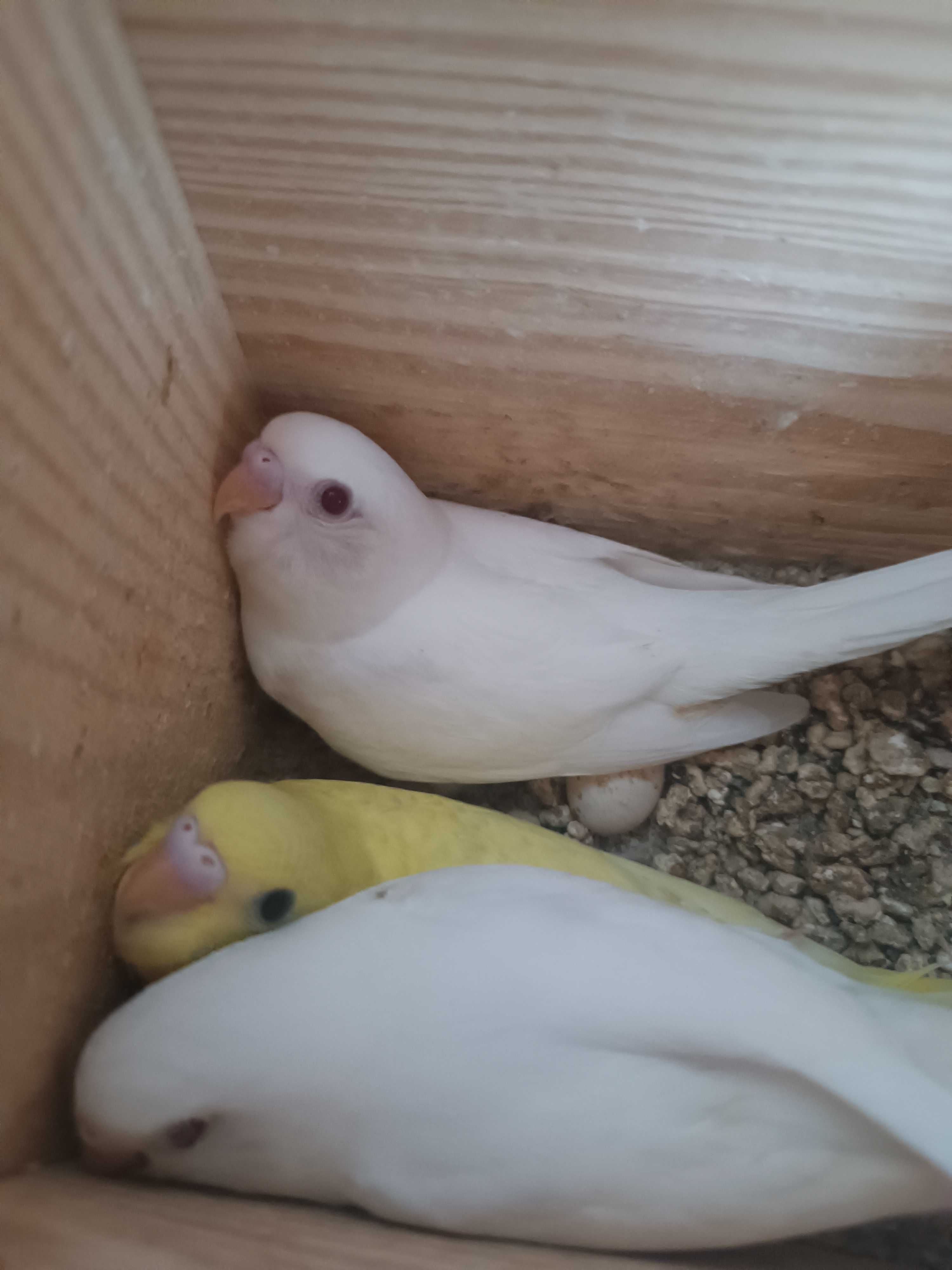 Vendo piriquitos