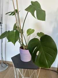 Monstera roslina doniczkowa