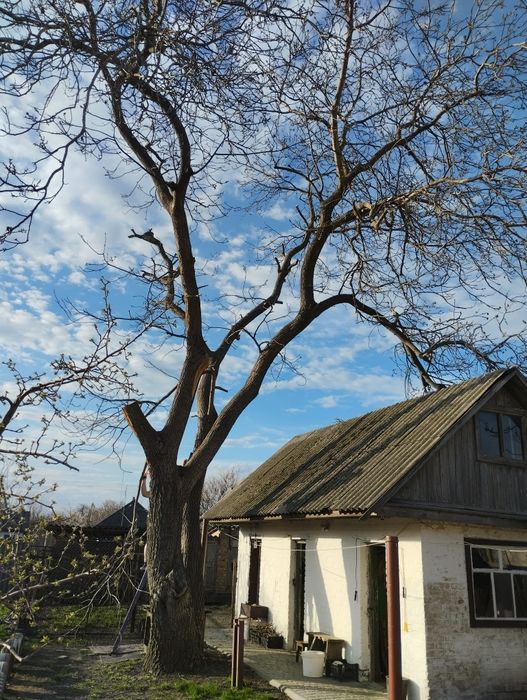 дрова з горіха безкоштовно!