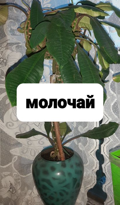 Кімнатні рослини/квіти/цветы