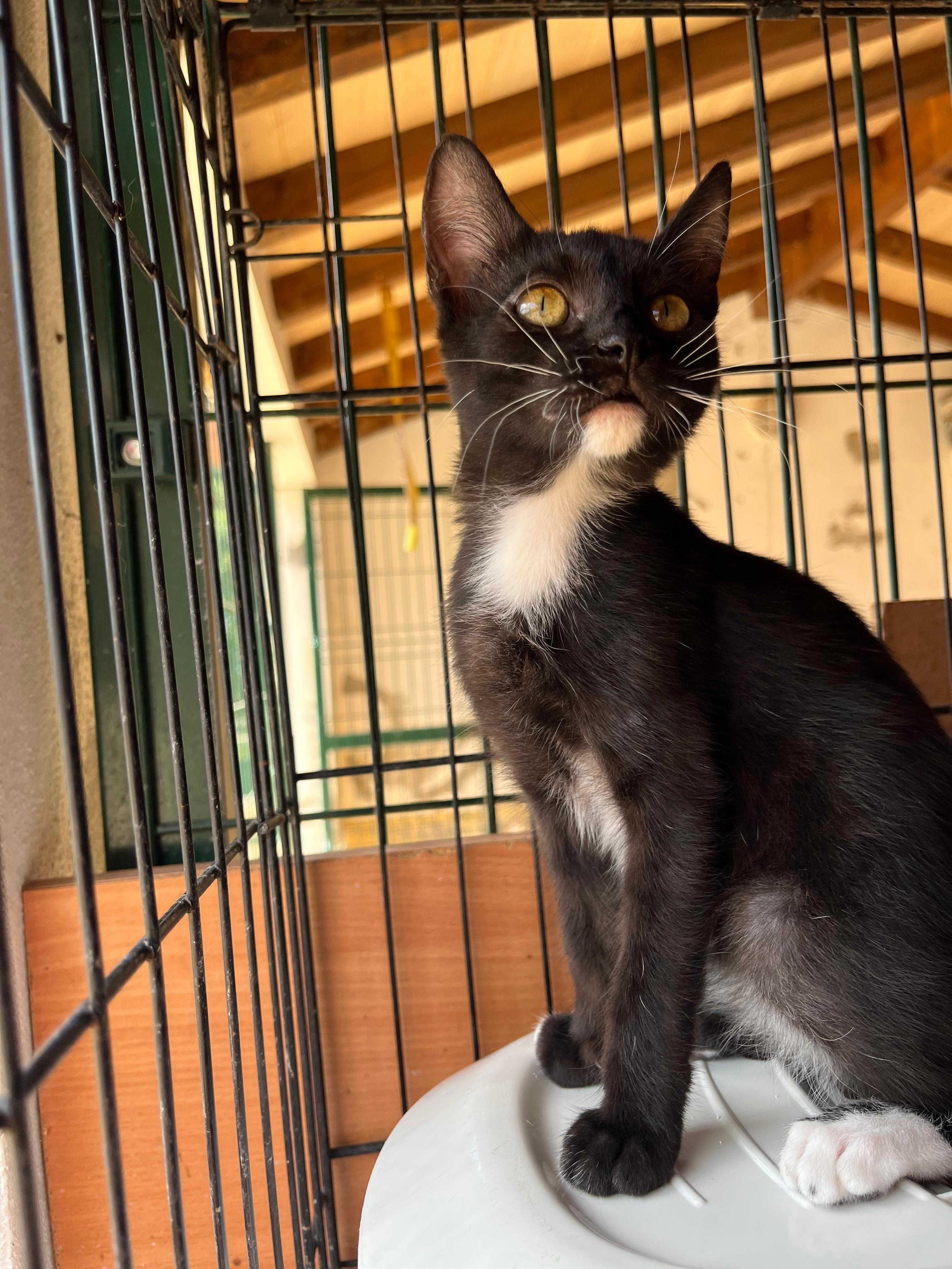 Cacau - Gatinha para Adopção
