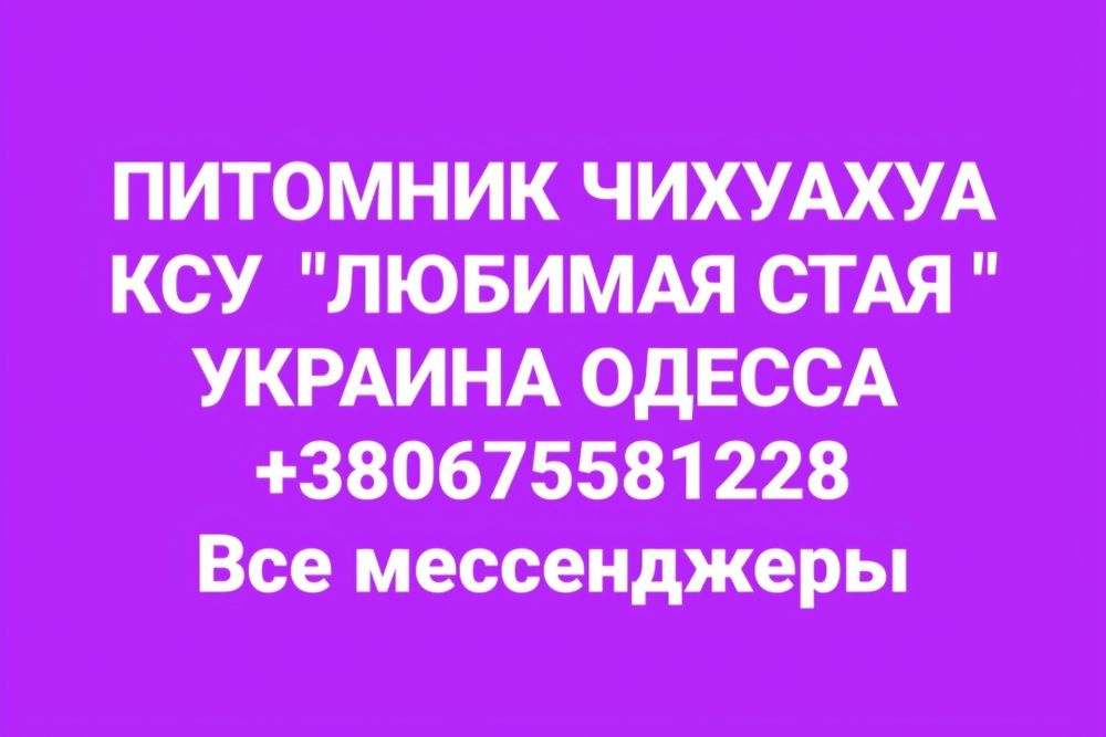 Эксклюзивный подрощенный мини парень КСУ лиловый