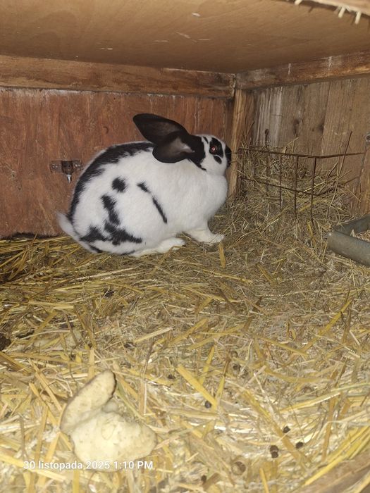 Sprzedam króliki