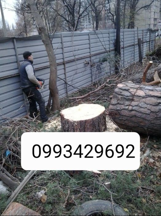 Зрізати дерево, зрізання дерев, спиляти дерево, обрізка дерев