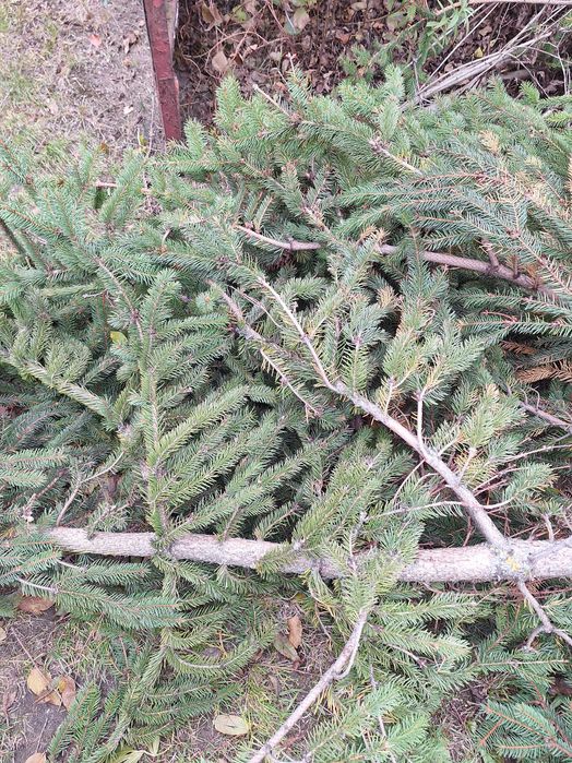 Oddam gałęzie  swierkowe