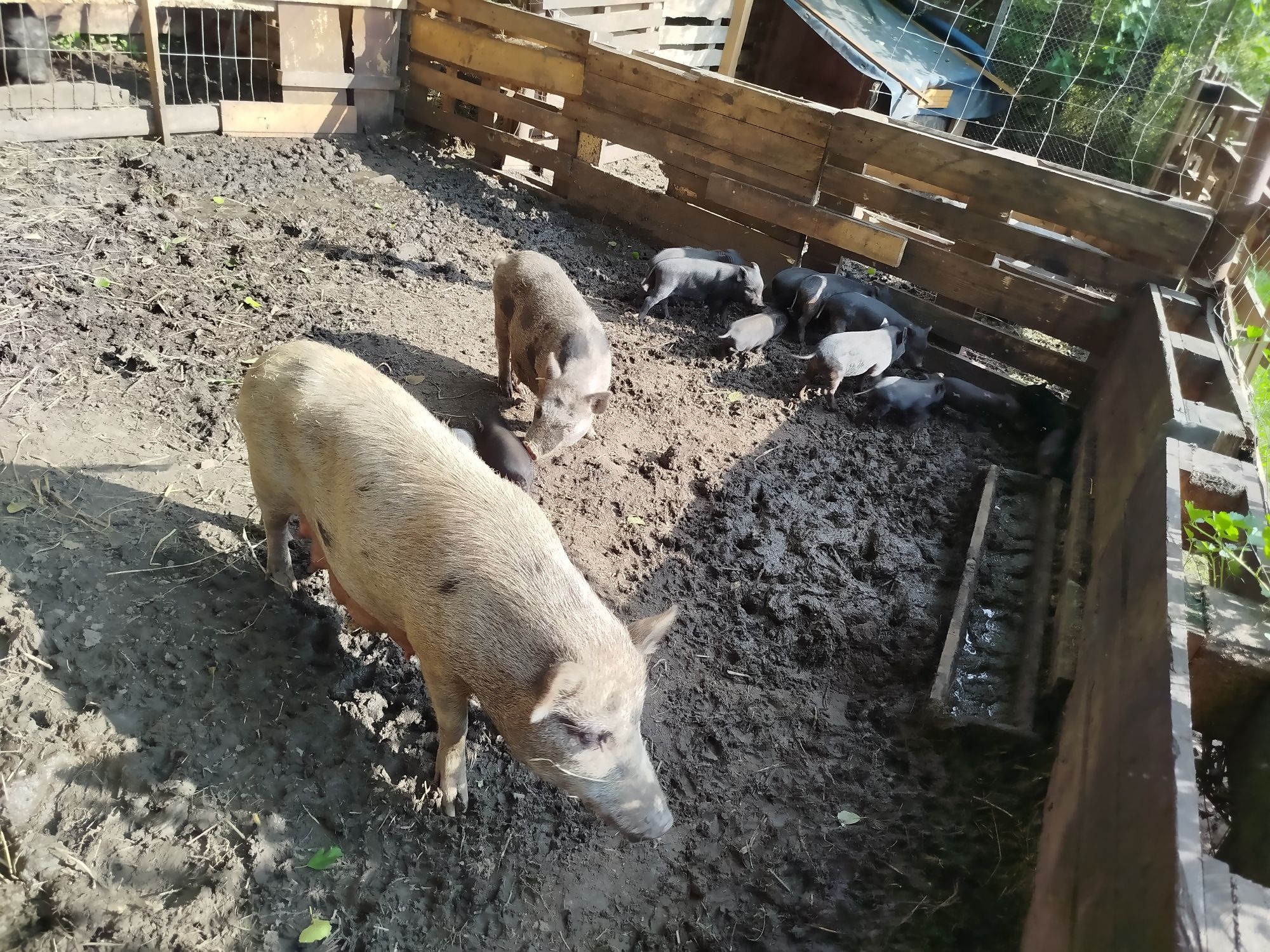 Świnki wietnamskie młode