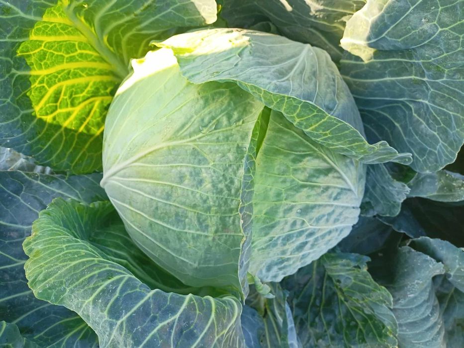 Sprzedam kapustę główki lub szatkowana