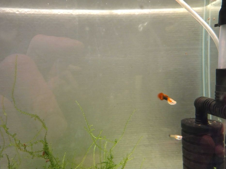 gupiki odmiany "red tuxedo"