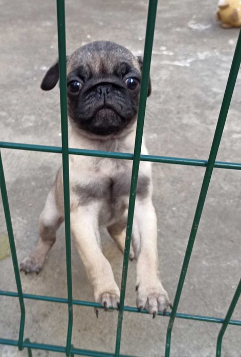 Pug Carlin lindo