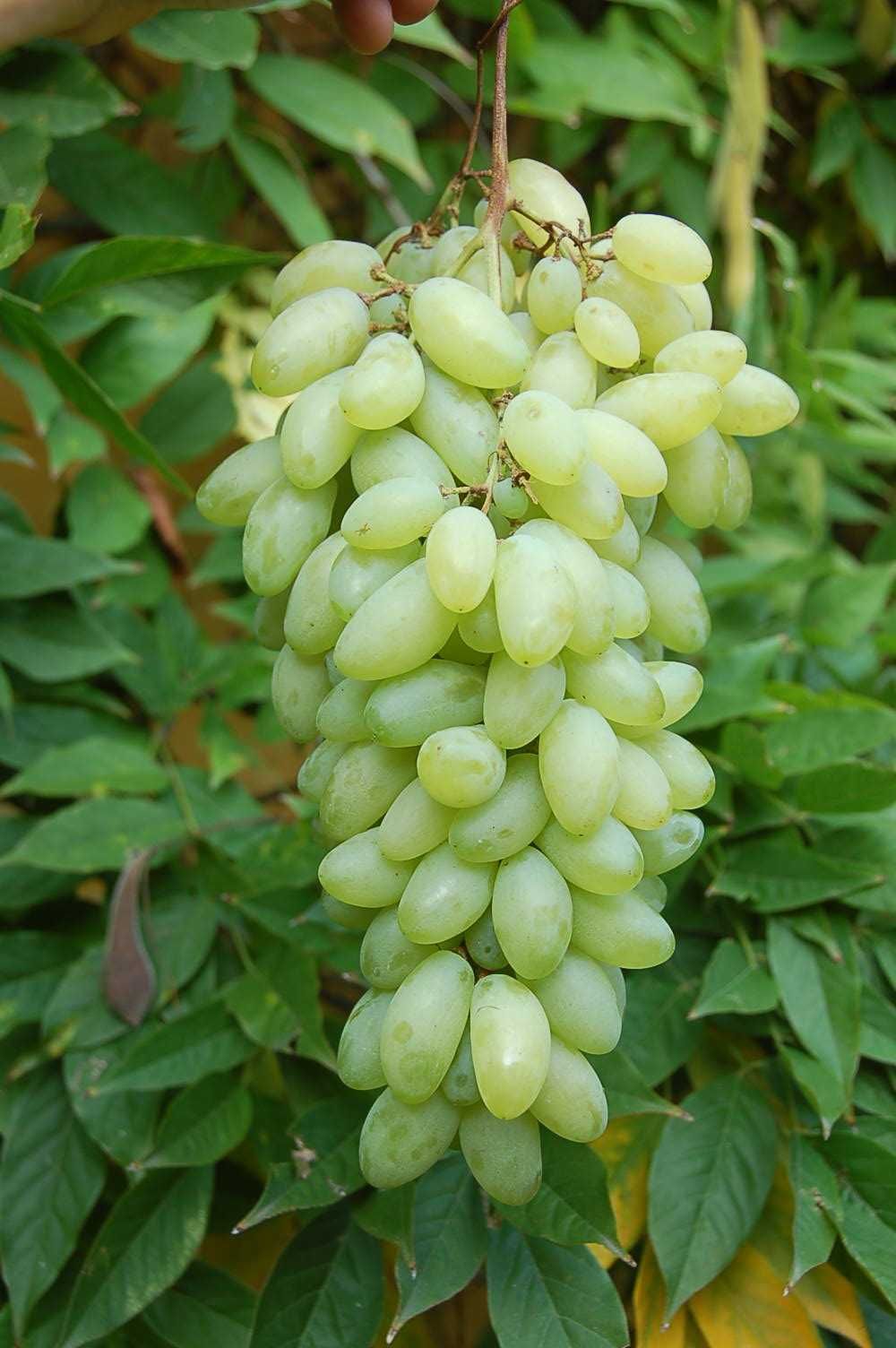 Videira de Uvas DEDO DE BRUXA Compridas BRANCAS - SUPER DOCE